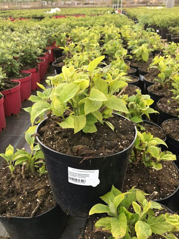 Гортензия древовидная Аннабель (Hydrangea arborescens 'Annabelle')