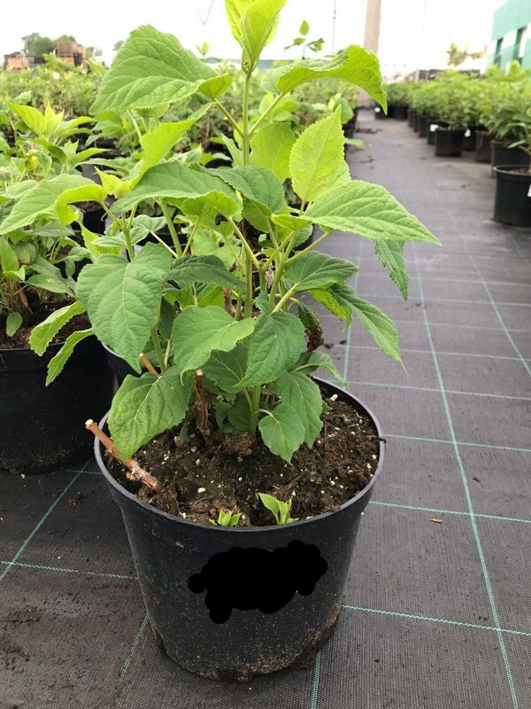 Гортензия древовидная Аннабель (Hydrangea arborescens 'Annabelle')