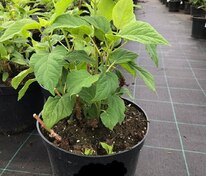 Гортензия древовидная Аннабель (Hydrangea arborescens 'Annabelle')