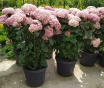 Гортензия древовидная Кандибелль Баблгам (Hydrangea arborescens 'Candybelle Bubblegum')
