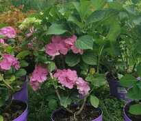 Гортензия крупнолистная Боденси (Hydrangea macrophylla 'Bodensee')