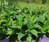 Гортензия крупнолистная Брайт Ред (Hydrangea macrophylla 'Bright Red')