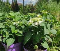 Гортензия крупнолистная Доппио Бьянко (Hydrangea macrophylla 'Doppio Bianco')