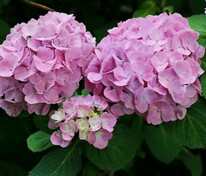 Гортензия крупнолистная "Endless Summer in cultivars" (Эндлесс Саммер ин культиварс)