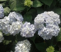 Гортензия крупнолистная Эндлесс Саммер Зе Брайд (Hydrangea macrophylla 'Endless Summer The Bride')