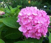 Гортензия крупнолистная Форевер энд Эвер Пинк (Hydrangea macrophylla 'Forever & Ever Pink')