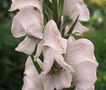 Аконит клобучковый Рубеллум (Aconitum napellus 'Rubellum')