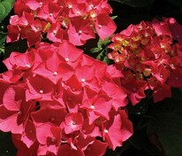 Гортензия крупнолистная Форевер энд Эвер Ред (Hydrangea macrophylla 'Forever & Ever Red')