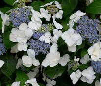 Гортензия крупнолистная Триколор (Hydrangea macrophylla 'Tricolor')