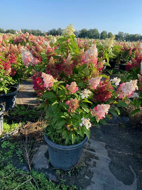 Гортензия метельчатая Канделайт (Hydrangea paniculata 'Candlelight')