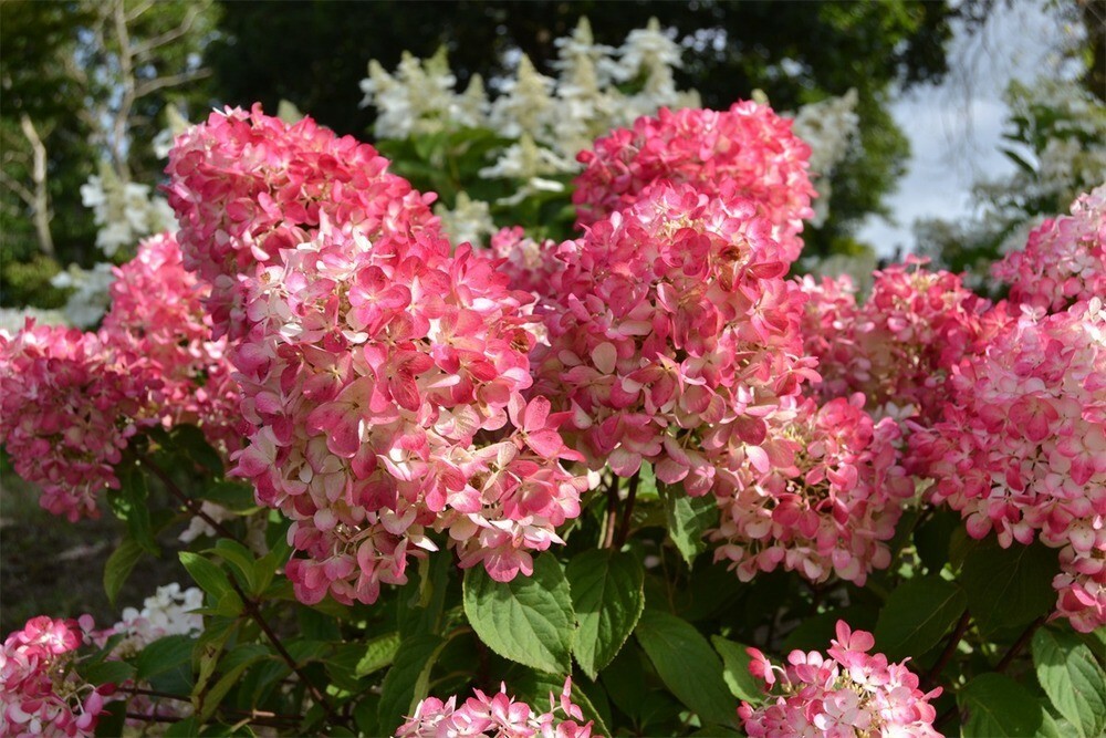 Гортензия метельчатая Даймонд Руж (Hydrangea paniculata 'Diamant Rouge')