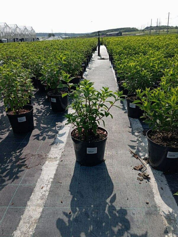 Гортензия метельчатая Даймонд Руж (Hydrangea paniculata 'Diamant Rouge')