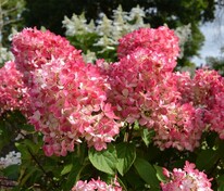 Гортензия метельчатая Даймонд Руж (Hydrangea paniculata 'Diamant Rouge')