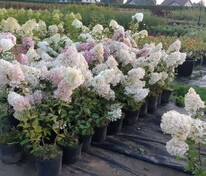 Гортензия метельчатая Грандифлора (Hydrangea paniculata 'Grandiflora')
