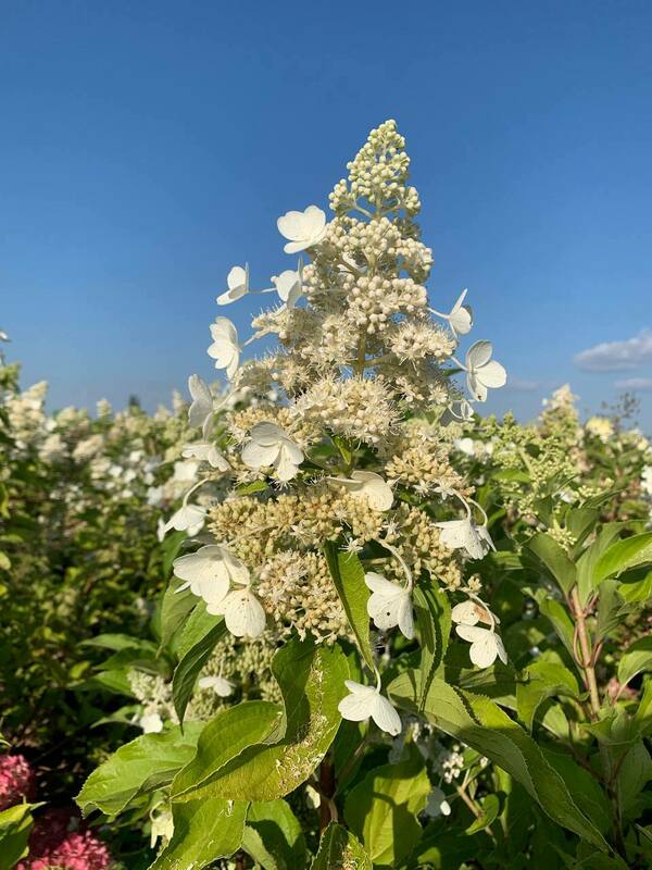Гортензия метельчатая Киушу (Hydrangea paniculata 'Kyushu')