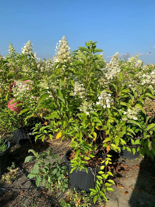 Гортензия метельчатая Киушу (Hydrangea paniculata 'Kyushu')