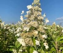 Гортензия метельчатая Киушу (Hydrangea paniculata 'Kyushu')