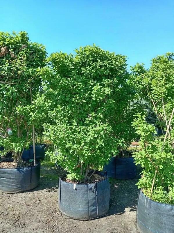 Гортензия метельчатая Лаймлайт (Hydrangea paniculata 'Limelight')