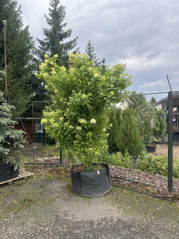Гортензия метельчатая Лаймлайт (Hydrangea paniculata 'Limelight')