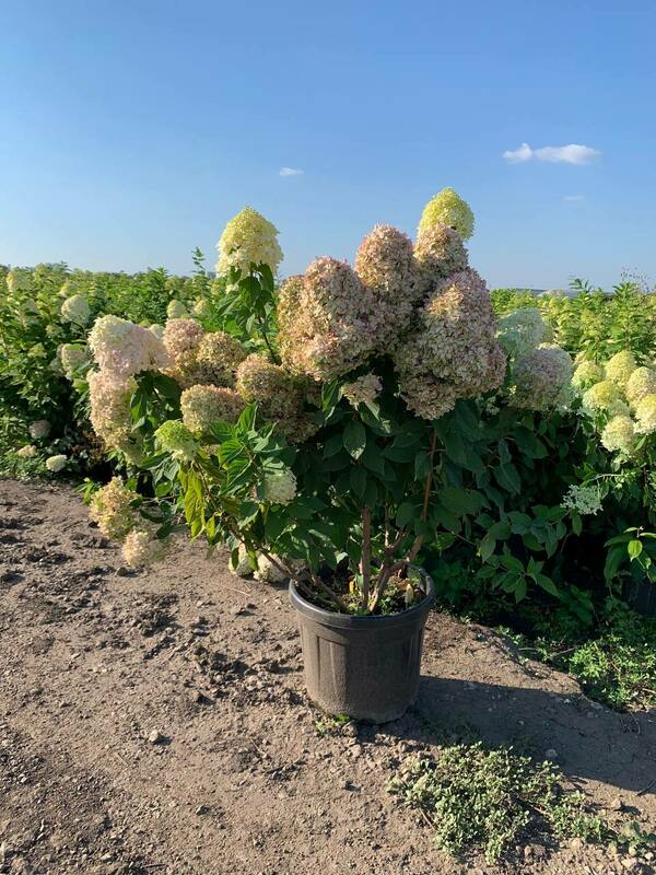 Гортензия метельчатая Лаймлайт (Hydrangea paniculata 'Limelight')