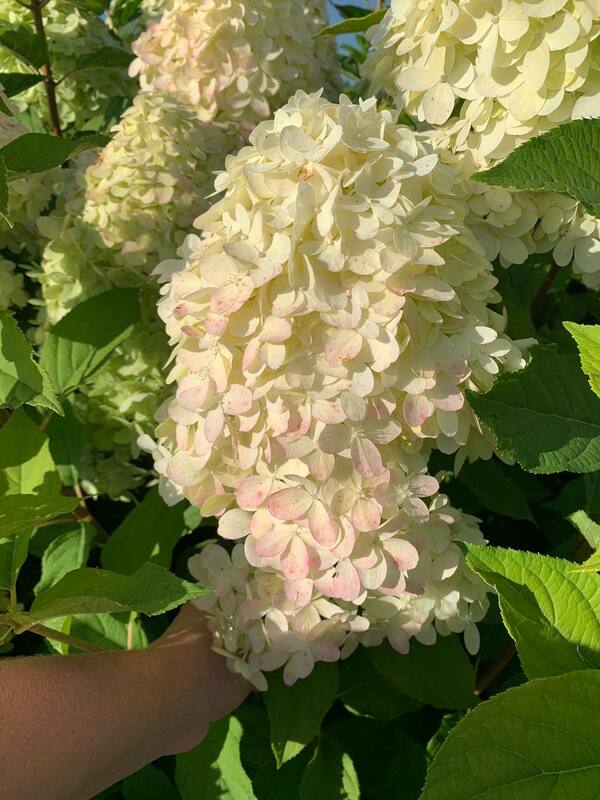 Гортензия метельчатая Лаймлайт (Hydrangea paniculata 'Limelight')