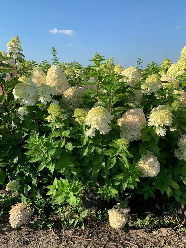 Гортензия метельчатая Лаймлайт (Hydrangea paniculata 'Limelight')