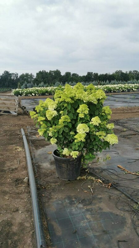Гортензия метельчатая Лаймлайт (Hydrangea paniculata 'Limelight')