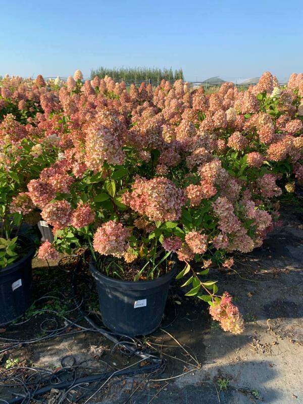 Гортензия метельчатая Мэджикал Кэндл (Hydrangea paniculata 'Magical Candle')