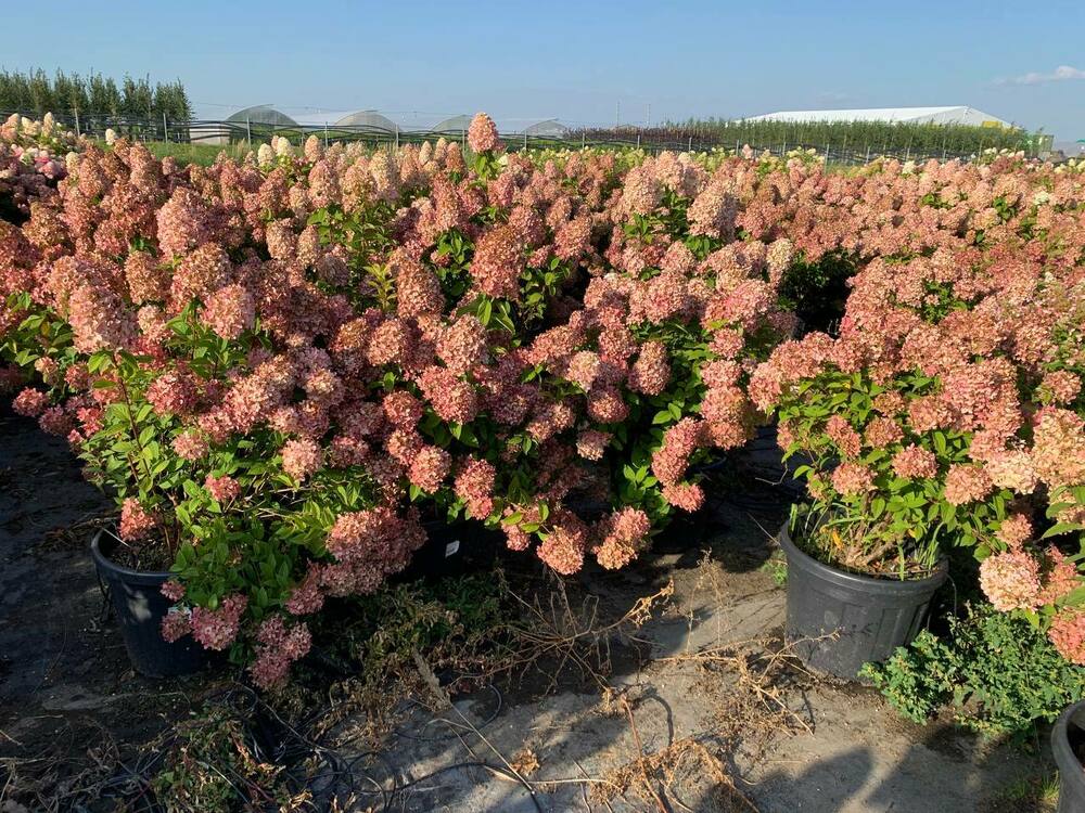 Гортензия метельчатая Мэджикал Кэндл (Hydrangea paniculata 'Magical Candle')