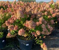 Гортензия метельчатая Мэджикал Кэндл (Hydrangea paniculata 'Magical Candle')
