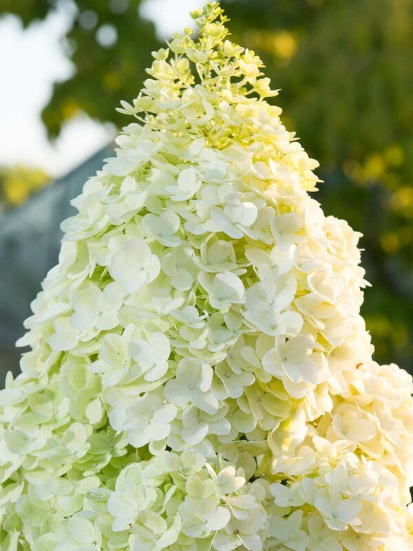 Гортензия метельчатая "Magical Moonlight" (Мэджикал Мунлайт)