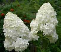 Гортензия метельчатая Мэджикал Мунлайт (Hydrangea paniculata 'Magical Moonlight')