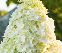 Гортензия метельчатая "Magical Moonlight" (Мэджикал Мунлайт)