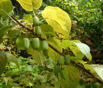 Актинидия коломикта Ароматная (Actinidia kolomikta 'Aromatnaya')