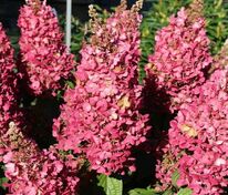 Гортензия метельчатая Мега Минди (Hydrangea paniculata 'Mega Mindy')