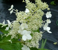 Гортензия метельчатая Папиллон (Hydrangea paniculata 'Papillon')