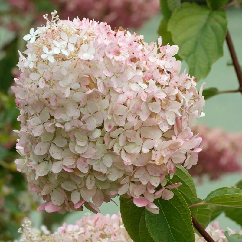Гортензия метельчатая Фантом (Hydrangea paniculata 'Phantom')
