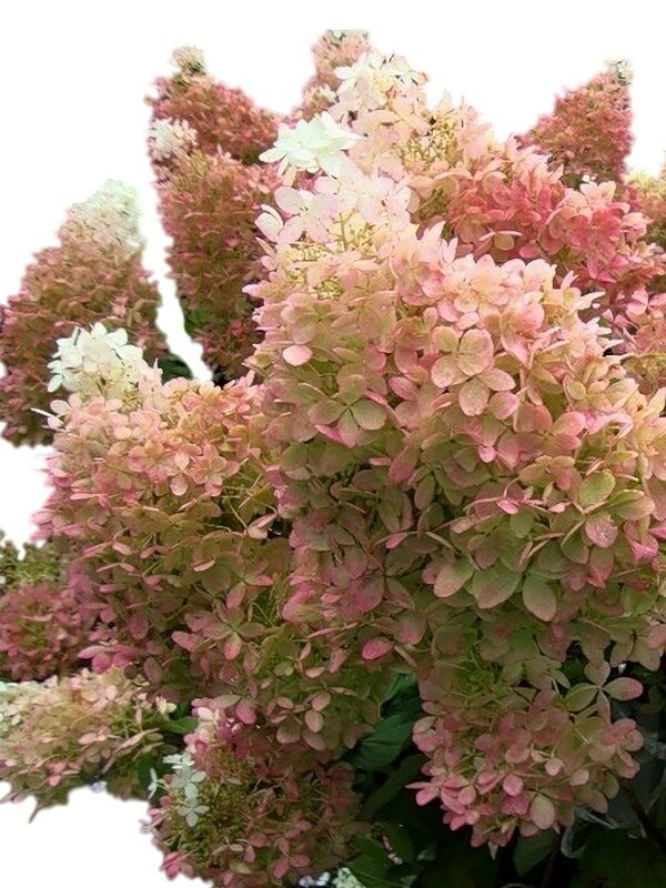 Гортензия метельчатая Фантом (Hydrangea paniculata 'Phantom')