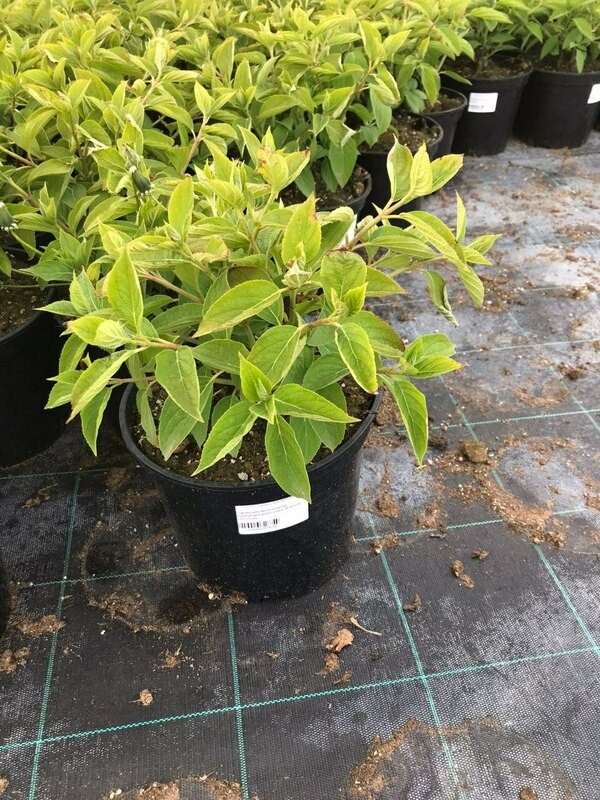 Гортензия метельчатая Фантом (Hydrangea paniculata 'Phantom')