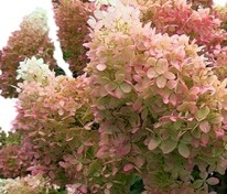 Гортензия метельчатая Фантом (Hydrangea paniculata 'Phantom')
