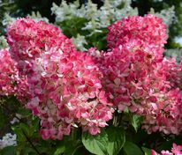 Гортензия метельчатая Пинк Даймонд (Hydrangea paniculata 'Pink Diamond')