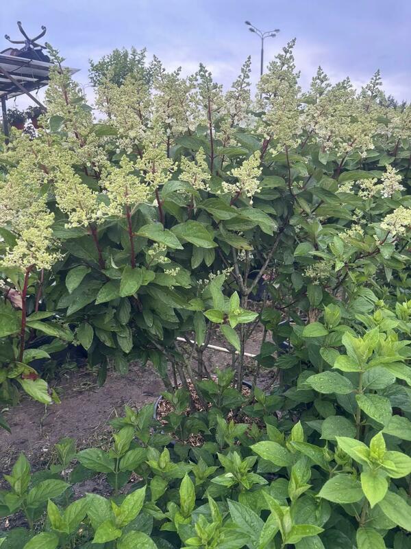 Гортензия метельчатая Пинки Винки (Hydrangea paniculata 'Pinky Winky')