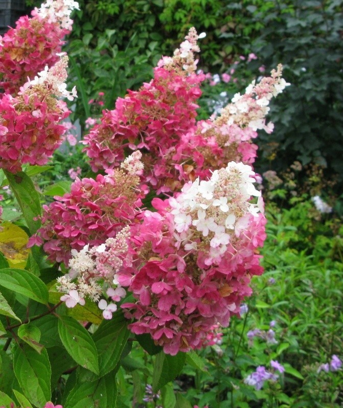 Гортензия метельчатая Пинки Винки (Hydrangea paniculata 'Pinky Winky')