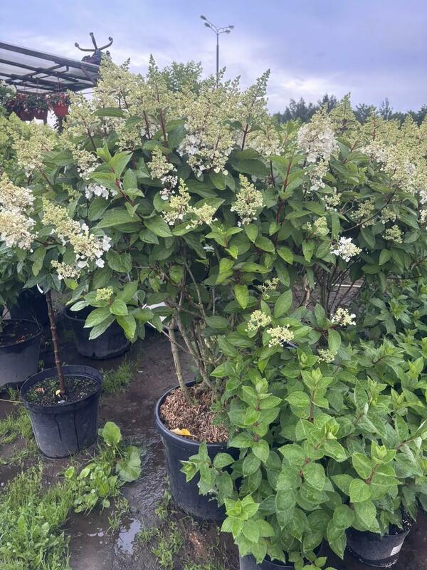 Гортензия метельчатая Пинки Винки (Hydrangea paniculata 'Pinky Winky')