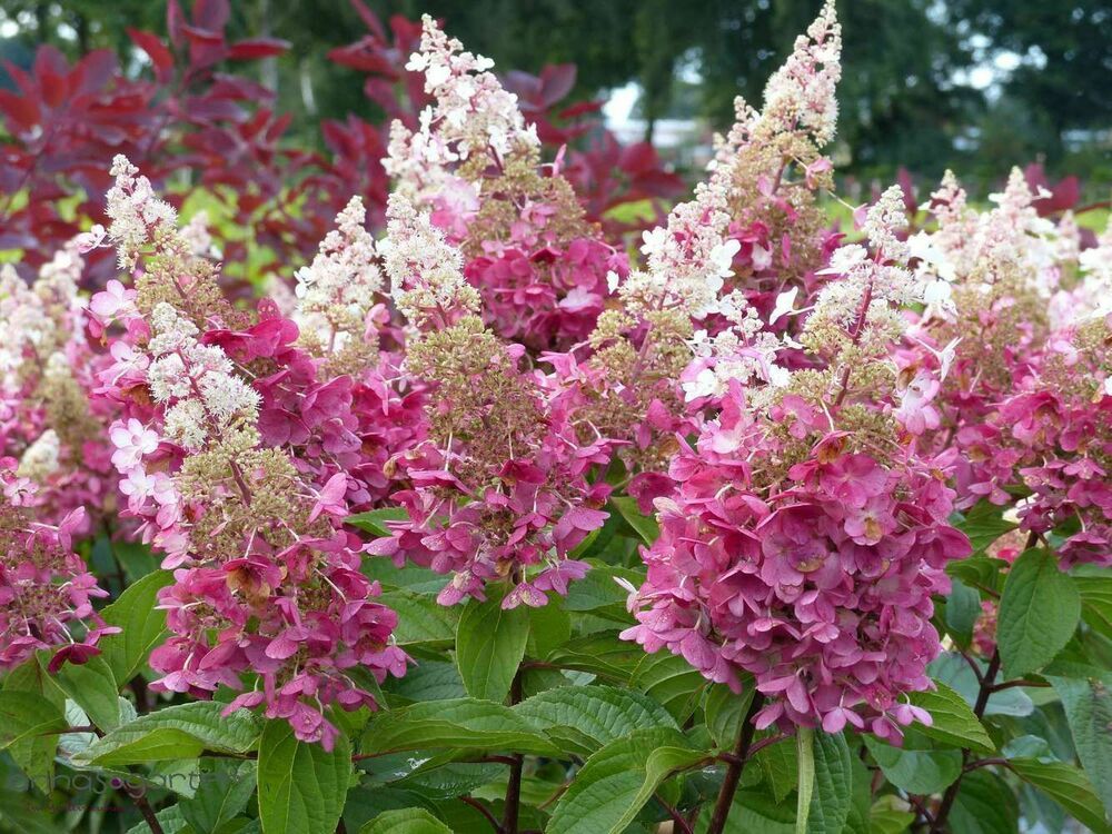 Гортензия метельчатая Пинки Винки (Hydrangea paniculata 'Pinky Winky')