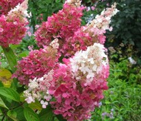 Гортензия метельчатая Пинки Винки (Hydrangea paniculata 'Pinky Winky')
