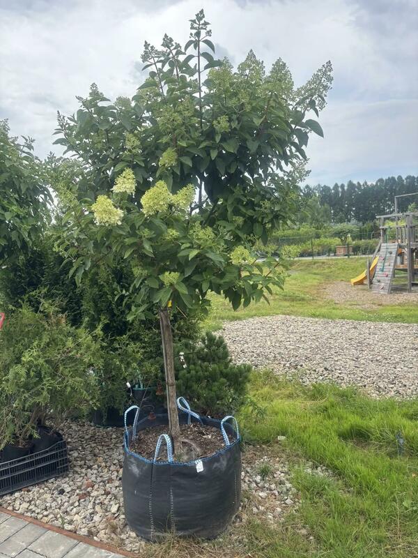 Гортензия метельчатая Полар Бир (Hydrangea paniculata 'Polar Bear')