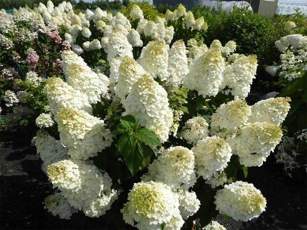 Гортензия метельчатая Полар Бир (Hydrangea paniculata 'Polar Bear')