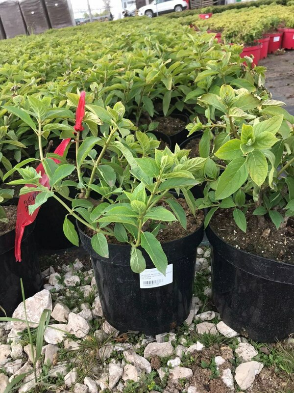 Гортензия метельчатая Полар Бир (Hydrangea paniculata 'Polar Bear')