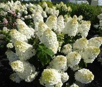 Гортензия метельчатая Полар Бир (Hydrangea paniculata 'Polar Bear')